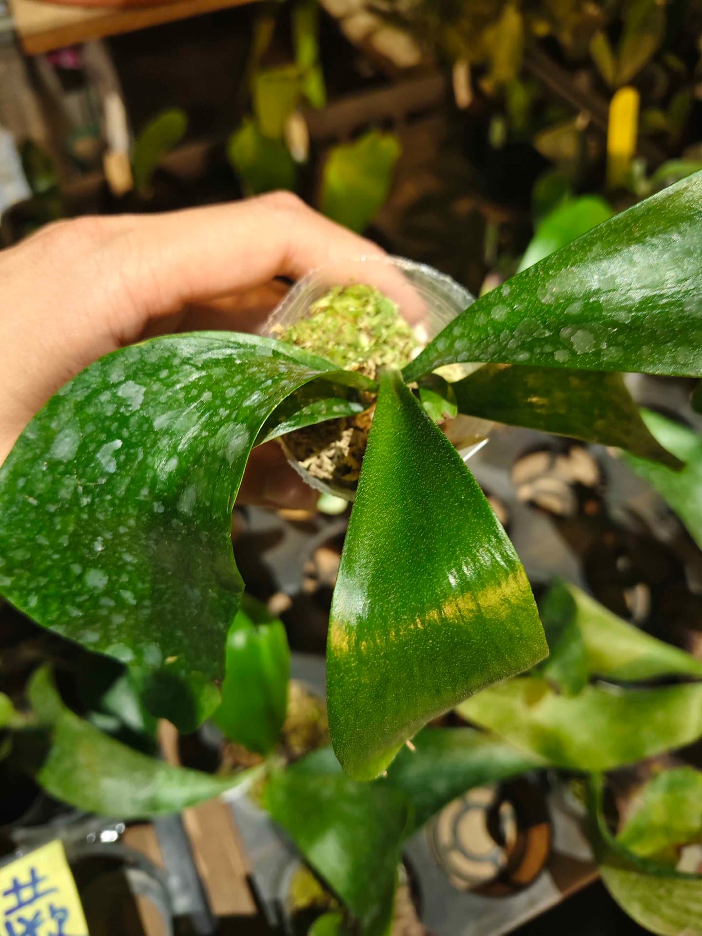 Cultivated Platycerium ellisii photographed at Jianguo Holiday Flower Market in Taipei, showing the species’ broad, simple foliage fronds.